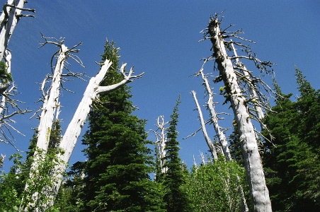 [More than a half-dozen white tree trunks stick up into the sky. There are some evergreens with greenery on them, but these one ones are basically just the tree trunk and a few short branches.]